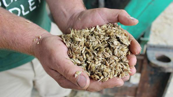 پخش کننده جو دامی بندرانزلی درجه یک