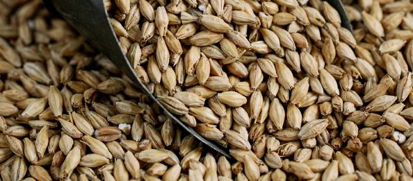 قیمت بهترین جو دامی بوکان در بازار عمده