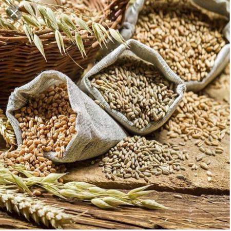 تامین کنندگان جو دامی باکیفیت درجه یک