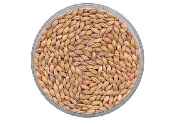 میزان لیزین موجود در جو دامی چقدر است؟