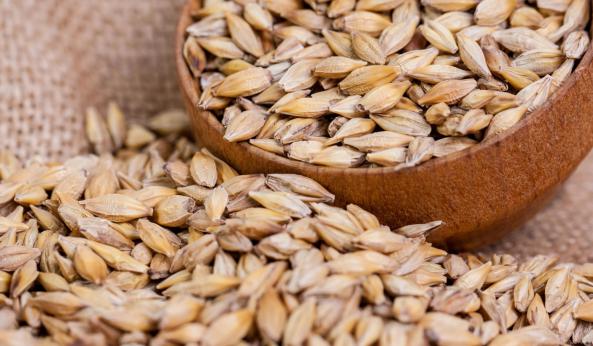 راهنمای تهیه جو دامی با تضمین کیفیت