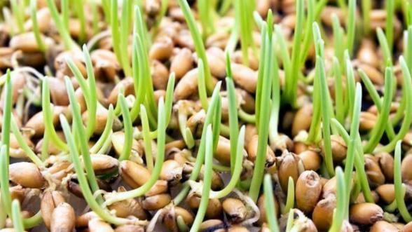 توزیع کنندگان بهترین گندم بذر ایران