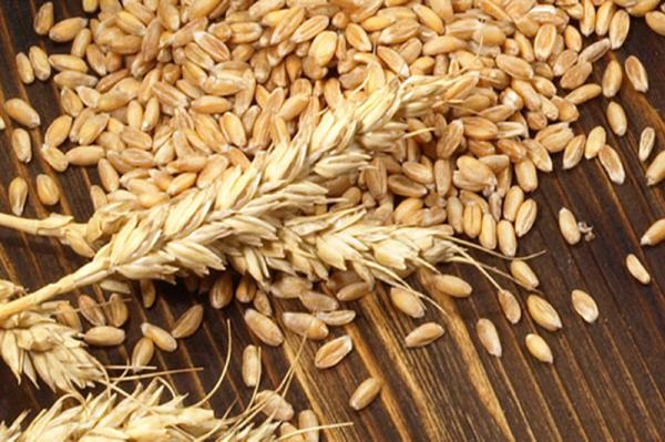 میزان نشاسته موجود در جو دامی چقدر است؟