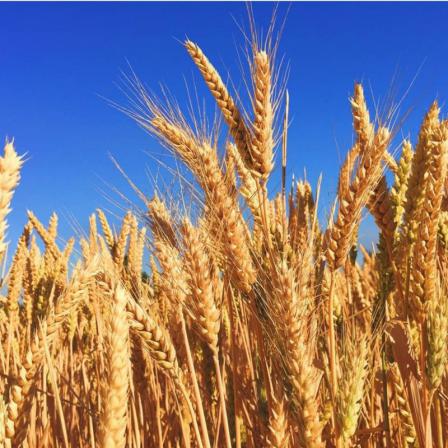 3 تفاوت عمده جو دامی ایرانی با خارجی