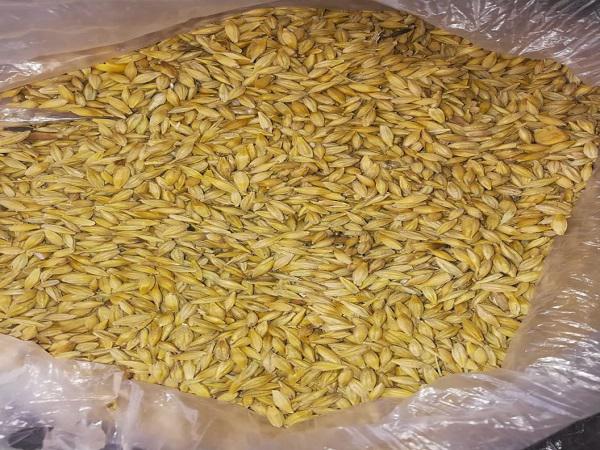 بررسی ویژگی های بارز جو دامی مرغوب