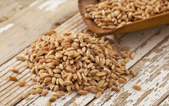 بهترین مناطق برای کشت جو دامی