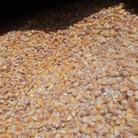 فروش فوق العاده جو دامی ایرانی باکیفیت