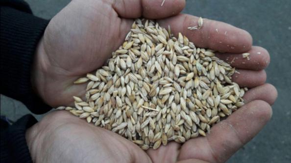 فواید مصرف جو داخلی برای کاهش کلسترول