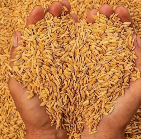 پخش ارزان جو دامی عمده بدون واسطه