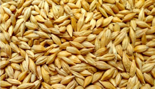 3 تفاوت اصلی میان جو دامی با گندم