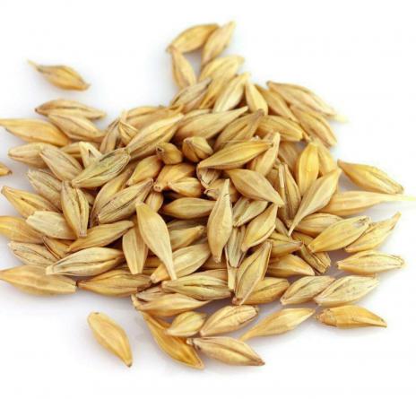 آیا میدانید ارزش غذایی جو چقدر است؟