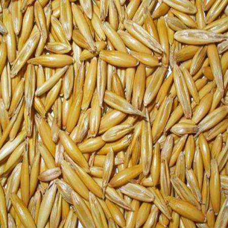 ویژگی های منحصر بفرد جو دامی بندر امام