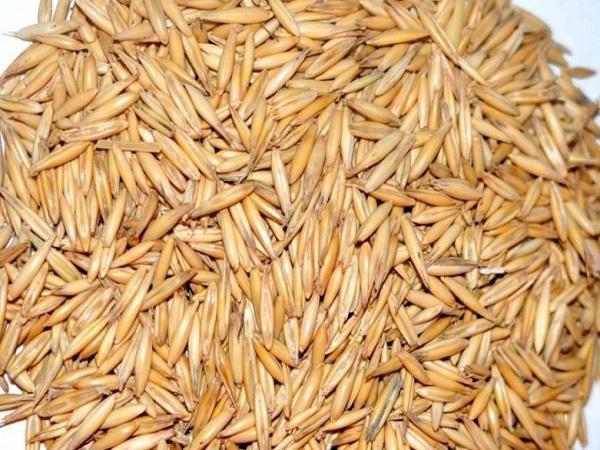 مرجع خرید جو روس درجه یک فله