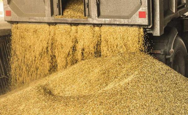 ویژگی بهترین نوع جو دامی کیسه ای