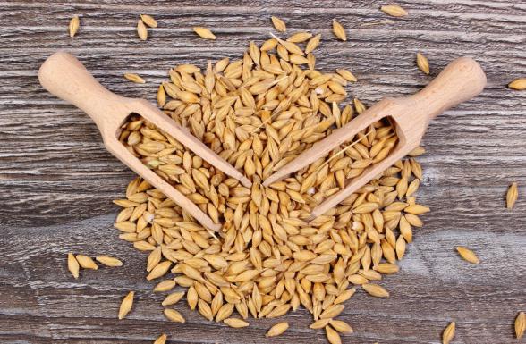 راهنمای تشخیص جو دامی صادراتی باکیفیت