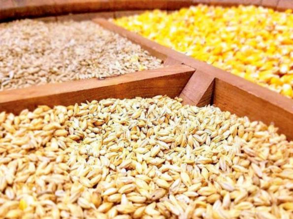 پخش کلی جو دامی ایرانی در بازار غلات