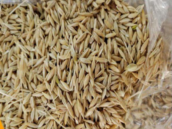 سفارش عمده جو داخلی قم با قیمت تولید