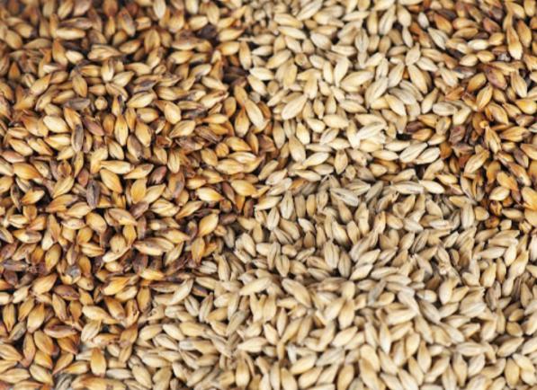 بررسی مشخصات جو دامی باکیفیت ایرانی