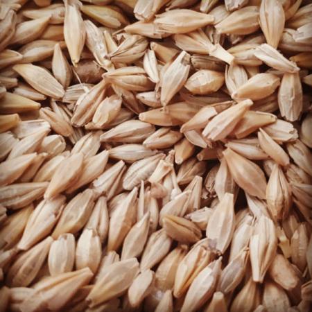 همه چیز درباره کشت گیاه جو دامی