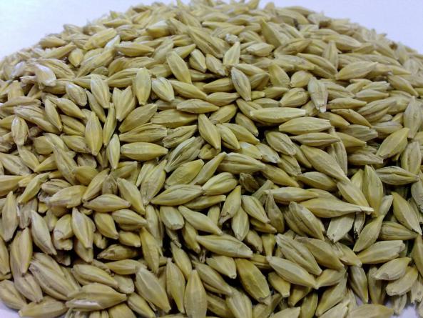 بهترین راه برای تهیه جو دامی چیست؟