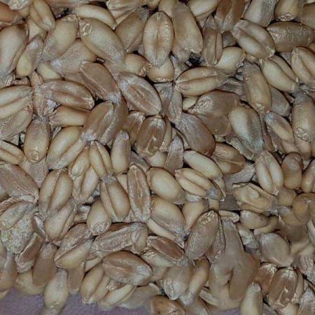 بررسی مواد مغذی موجود در جو دامی