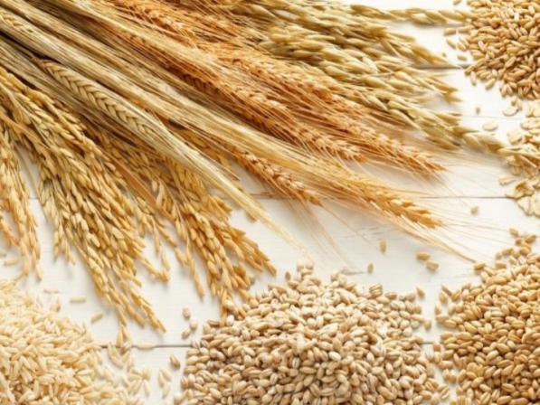 عرضه کنندگان برتر جو دامی باکیفیت بسته بندی