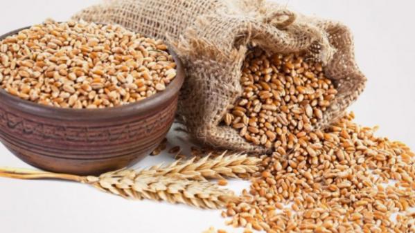 راهنمای تهیه جو دامی ایرانی با کیفیت عالی