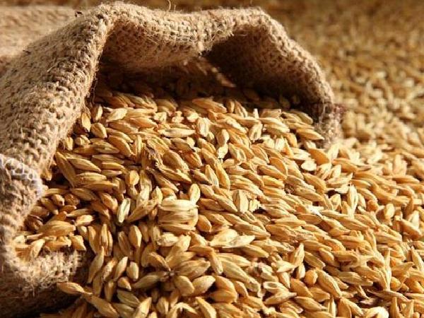 میزان ویتامین E موجود در جو دامی مرغوب