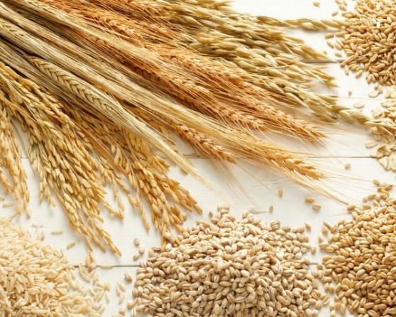 میزان استفاده از جو دامی برای پرواربندی گوساله