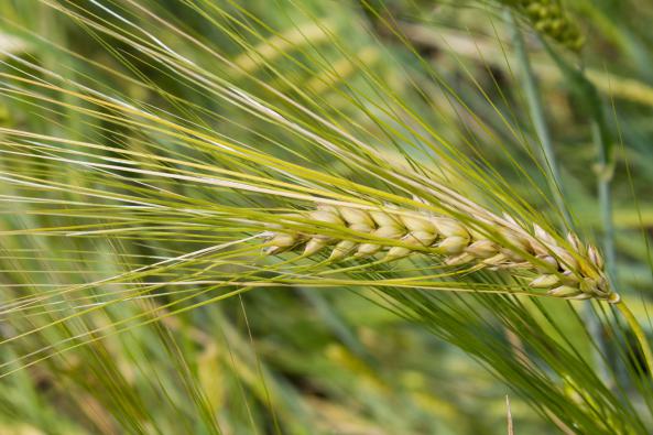 کاشت انواع جو دامی در شرایط دیم