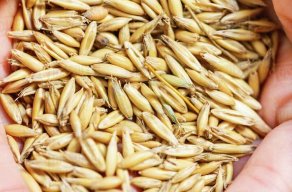 3 عامل تاثیرگذار بر کیفیت جو دامی بوکان