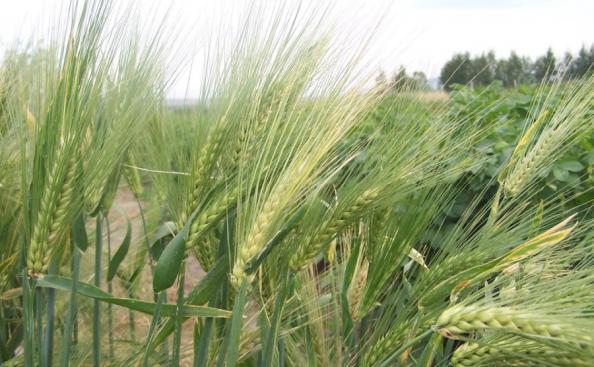 دلایل افزایش کشت جو دامی در ایران