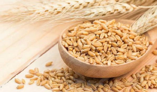 مقایسه جو دامی بصورت درسته با نیم کوب