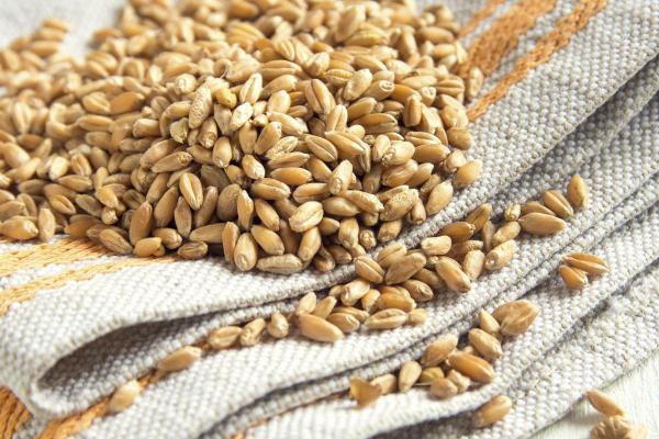 فواید جو دامی برای دام های شیرده چیست؟