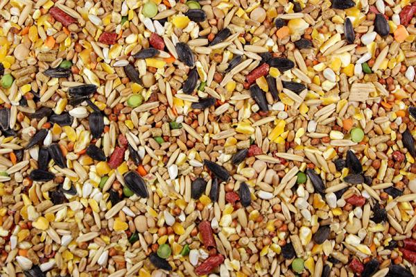 مزایای جو دامی برای بزغاله ها چیست؟