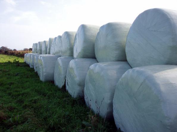 توزیع انواع سیلاژ بسته بندی