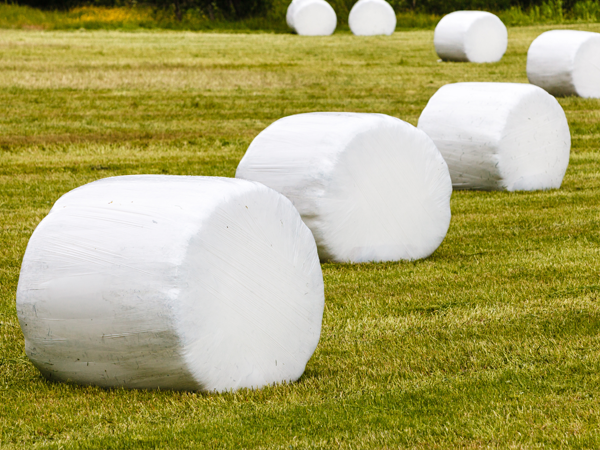 مزیت های سیلاژ در خوراک دام