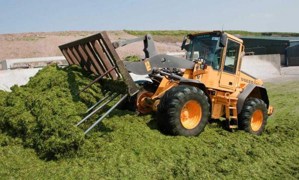 اهمیت سیلو کردن ذرت علوفه ای در پرورش دام