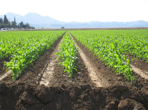 روش کاشت ذرت علوفه ای